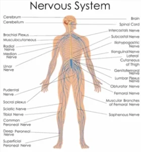 Benefits of Nerve Soothe