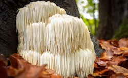 Lion’s Mane